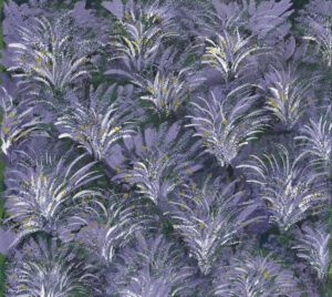 Lavender Fields
